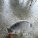 다듬, 강아지미용실 이미지