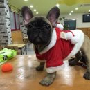 패밀리독 이미지