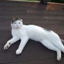 아레나펜션 이미지