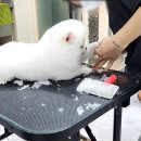 수 애견미용 이미지