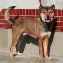 한국진돗개육종연구소 이미지