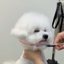 블루맘펫살롱 이미지