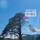 정이품송 공중화장실 이미지