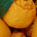 내혜홀농장 이미지