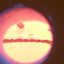 칠보목장 이미지