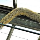 여우꼬리 이미지