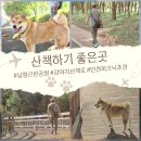 그늘막93 | 남항근린공원 강아지 산책 명소｜인천 피크닉·그늘막·주차 꿀팁까지