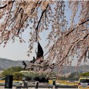 수양 (垂楊) 벚꽃 : 國立 顯忠院 (23.03.31) 이미지