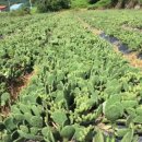 동오정 | 지리산 자락을 선유(仙遊)하다