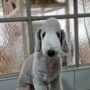 달이네애견미용실 이미지