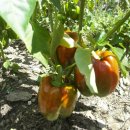 푸른산농장 이미지