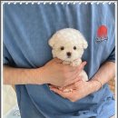 퍼피로그 강아지분양 창원점 이미지