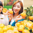돌빌레 세계일보