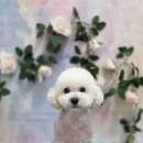 블랑드펫 이미지