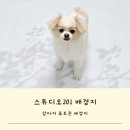 강아지 사진관 뺨치는 포토존 완성 스튜디오201 배경지