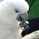 앵무새동물원 이미지