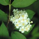 구름송이 이미지