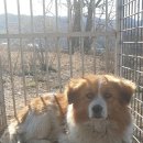 왕신1리 노트펫