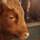 일꾼한우농장 이미지