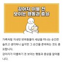 강아지 이별 전 행동과 대처법.. 이미지