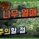 무환자 나무 열매 효능 용안육 먹는방법과 부작용 이미지