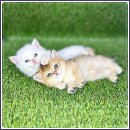 해피애견타운 강아지고양이 포항점&현살롱드펫(남구) 이미지