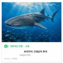 고래한마리277 | 내돈내산 솔직 후기, 보라카이 리버타드 고래상어 투어 x 하지만 최고의 경험이었따