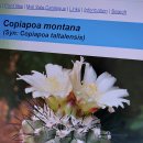 단자의Copiapoa montana(코피아포아 몬타나) 이미지