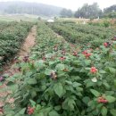 양지-2782 | 복분자 재배