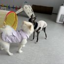 사랑한다, 멍 이미지