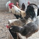 이경용농장 이미지