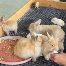 음메꿀꿀 - 오산시 운암로 124 | 원주 아이랑 가볼만한곳 자연생태원 동물먹이주기체험 후기
