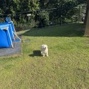 서린춘천 | 춘천 애견독채펜션 서린춘천 5채 방문기, 강아지와 함께한 여름휴가