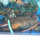 구름열매 이미지