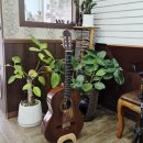 통기타 주말/초급 이미지