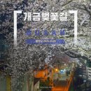 주례초등학교 | 부산 개금벚꽃길 밤산책 후기 야경 추천