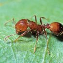 로얄크린 이미지