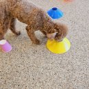 데일리 댕댕 이미지