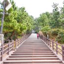 대왕암공원 | 울산 대왕암 공원 출렁다리 울기등대 주차