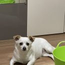 동탄신도시홍보관앞 BS | 동탄 여울공원 무료주차장 강아지놀이터 후기