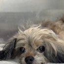 우리닥터 | 예민한 우리 강아지 🐶 루루도 만족! 닥터블랭크 저자극 올인원 강아지 샴푸 사용후기🐕