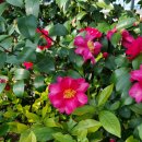 요 며칠 의식의 흐름 이미지