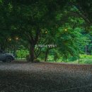 포레스트 월악 이미지