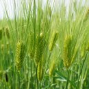 황금보리 이미지