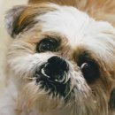 도그-in 하우스 이미지