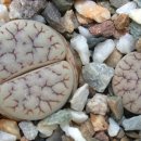 자연 이(e) 래 이미지