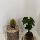 선인장 | 숨들 Sumdeul | 선인장 코케다마 구매 후기🌵🌿