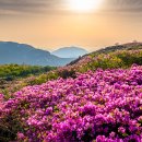 황매산 철쭉제 이미지