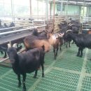 늘푸른 흑염소농장 이미지