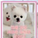 개성있냥 이미지